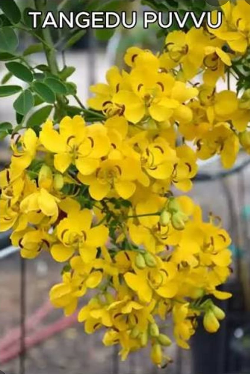 Avarampoo / Tangedu Poo