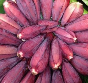 Banana Flower