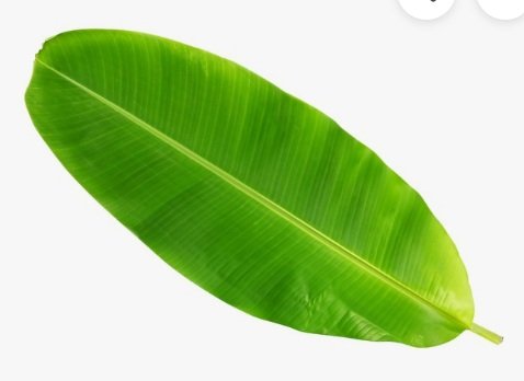 Banana Leaf