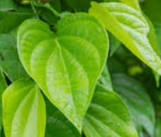 Betel (Pan) Leaves