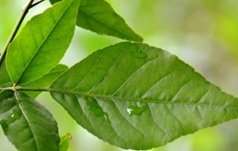 Bilva leaves