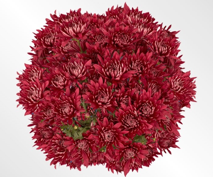 Burgandy Mums