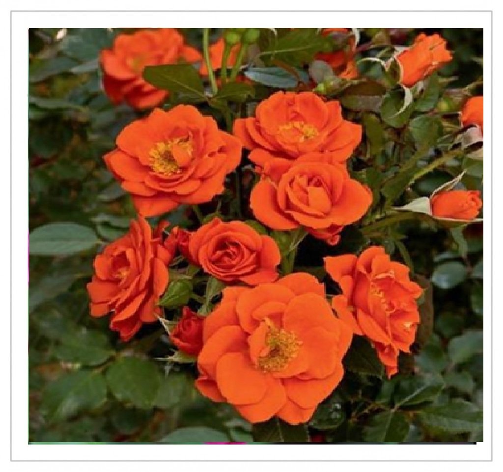 Button Rose - Orange