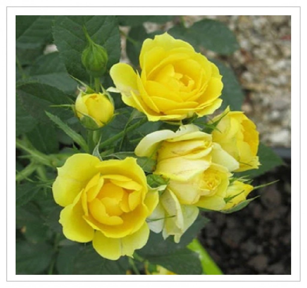 Button Rose - Yellow