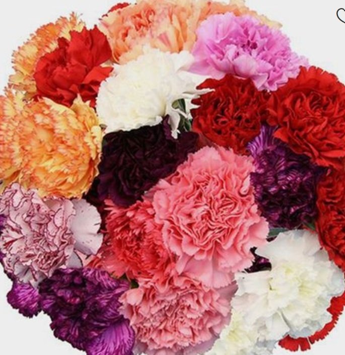 Carnations - each flower
