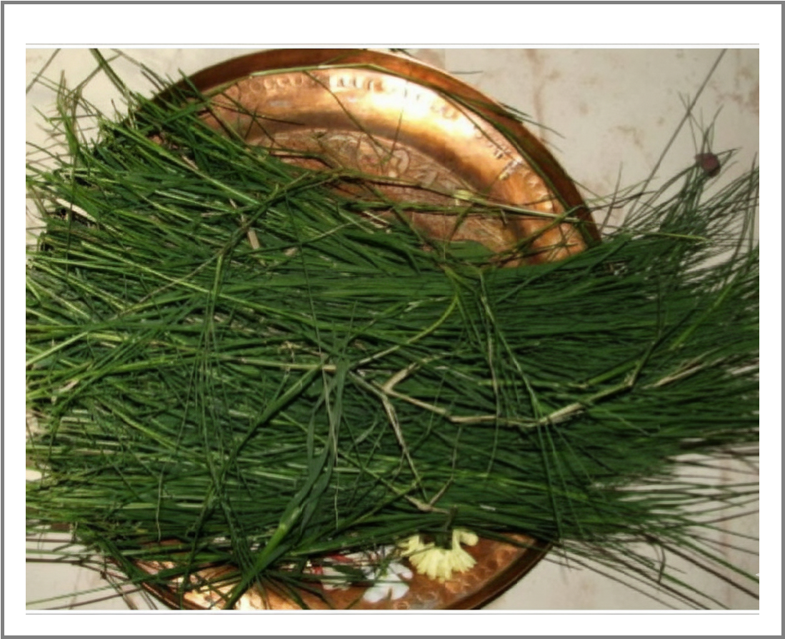 Durva Grass