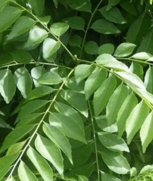 Fresh curry leaves