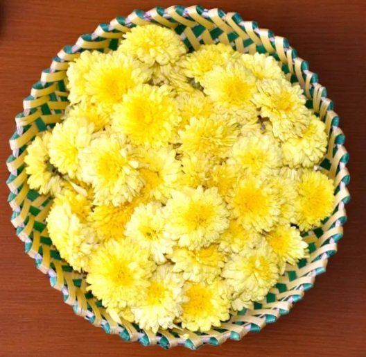 Indian Chamanthi