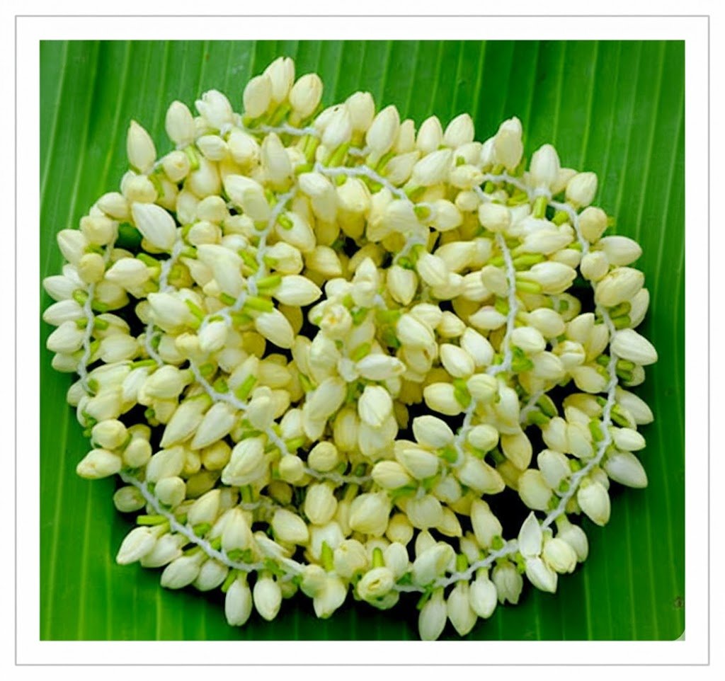 Jasmine Flower String