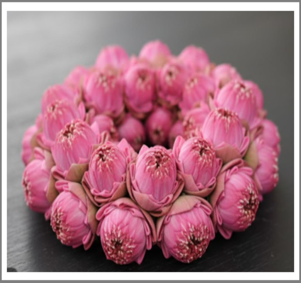 Lotus Flower