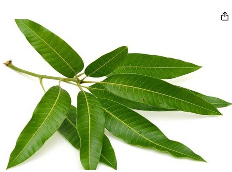 Mango Leaves