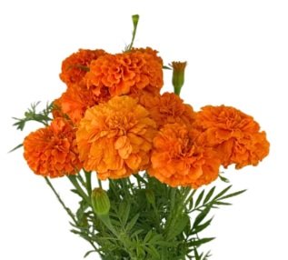 Marigold Orange
