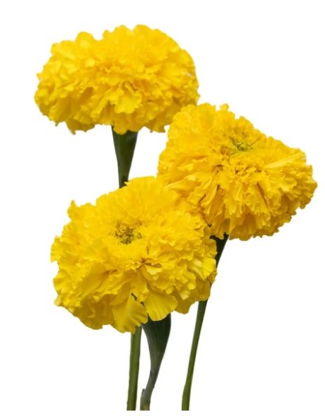Marigold yellow