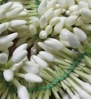 Mullai Flower String