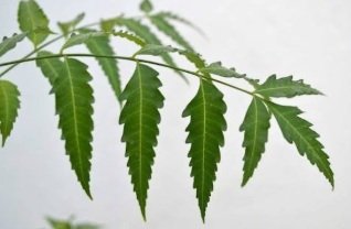 Neem Leaves