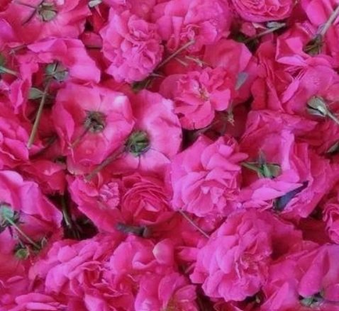 Paneer Rose