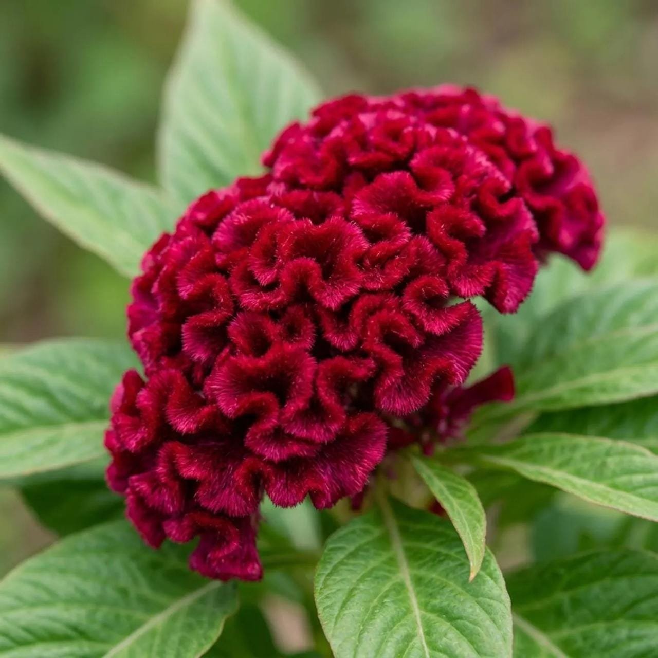 Patukuchu flower