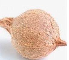Pooja Coconut