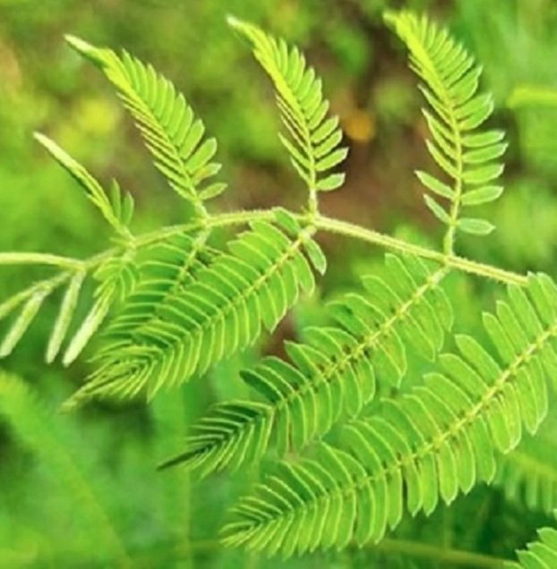 Shami Leaves