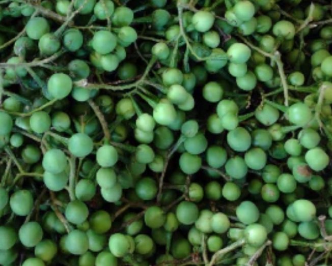 Sundaikaai (Turkey Berry)