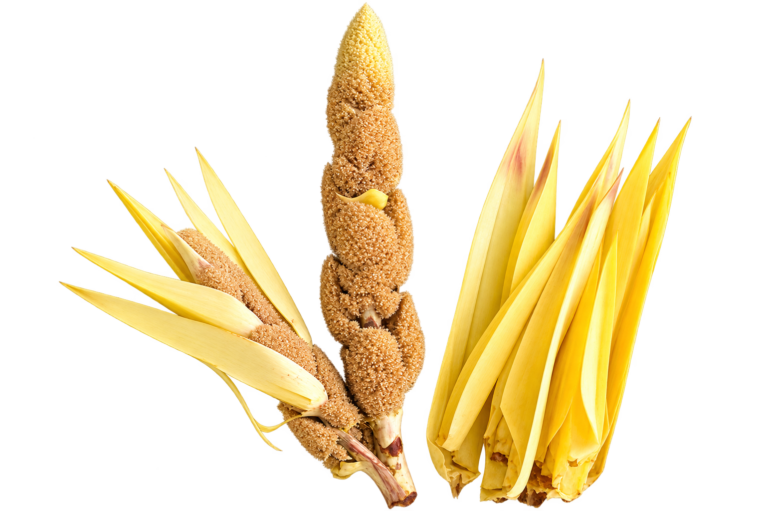 Thazhampoo / Mogali
