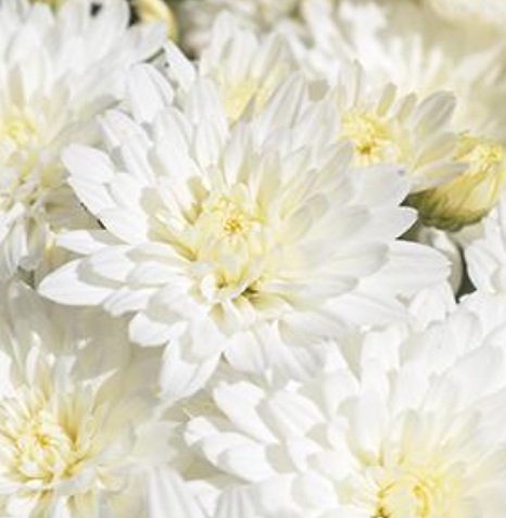 White Mums