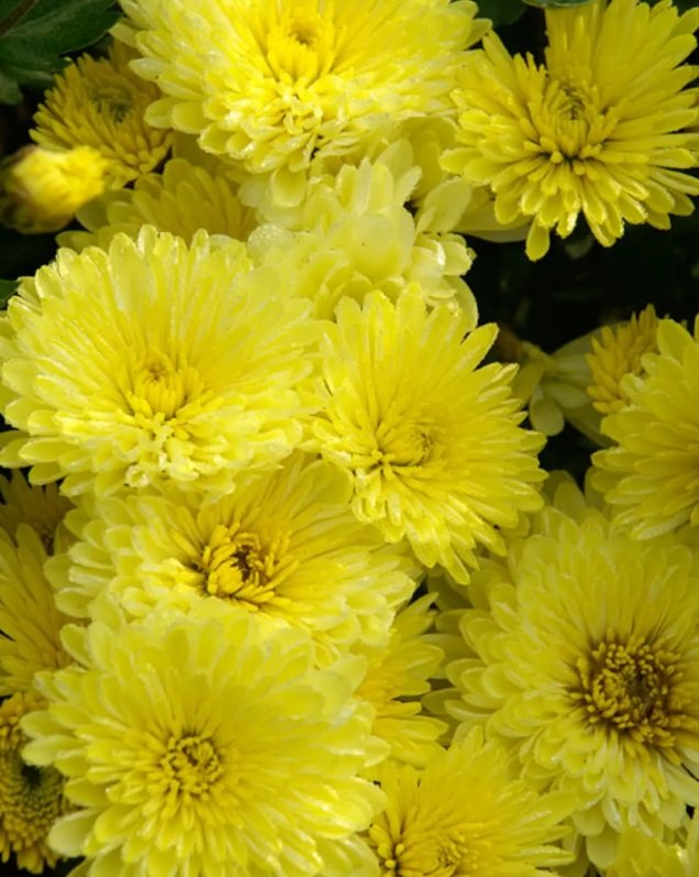 Yellow Mums